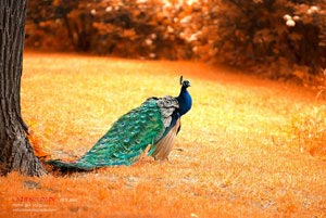 沈阳东进客场战胜青岛明泽，稳居中游